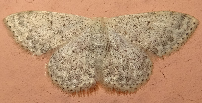 Scopula marginepunctata - Geometridae